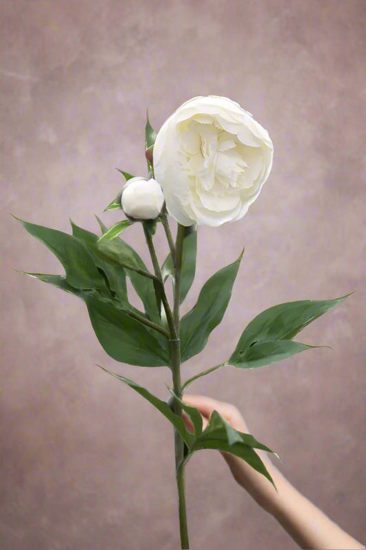 Open Ivory Faux Peony Stem