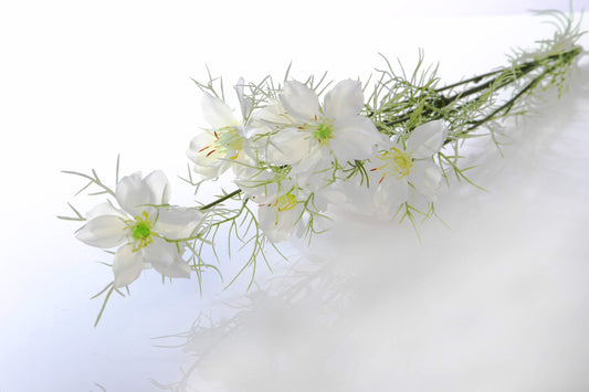 Love In The Mist - Nigella Bunch of Stems - Colour Options Available