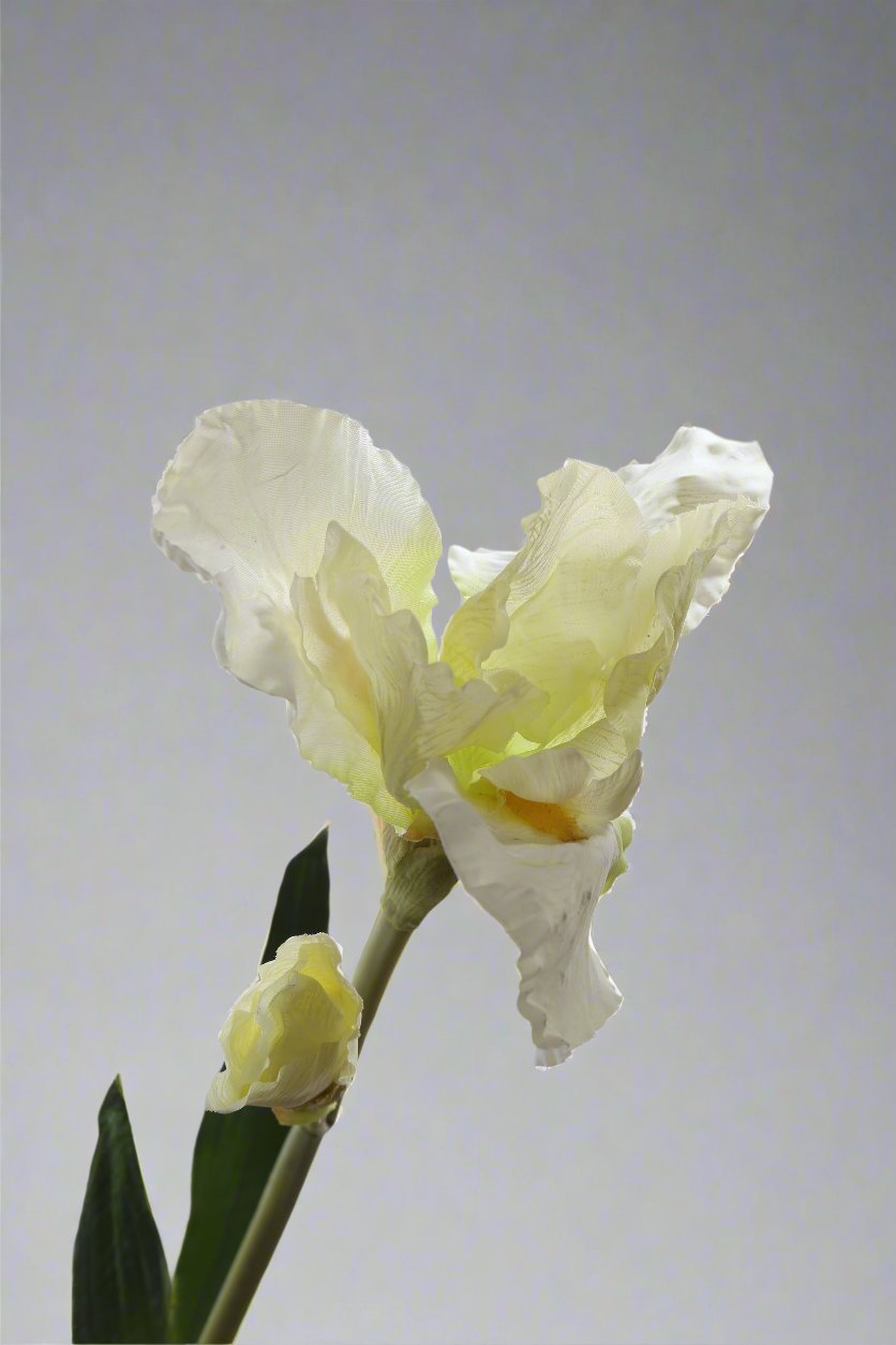 Delightful white silk iris