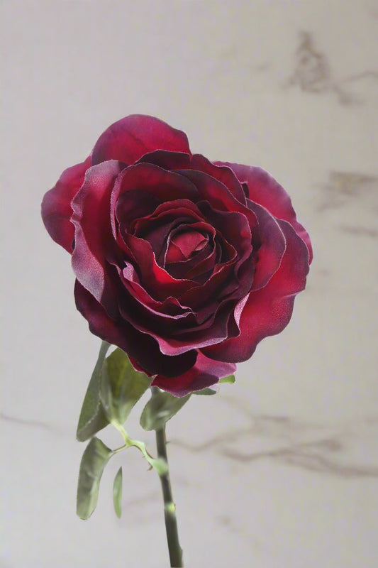 Beautiful dark red silk Hybrid Tea rose