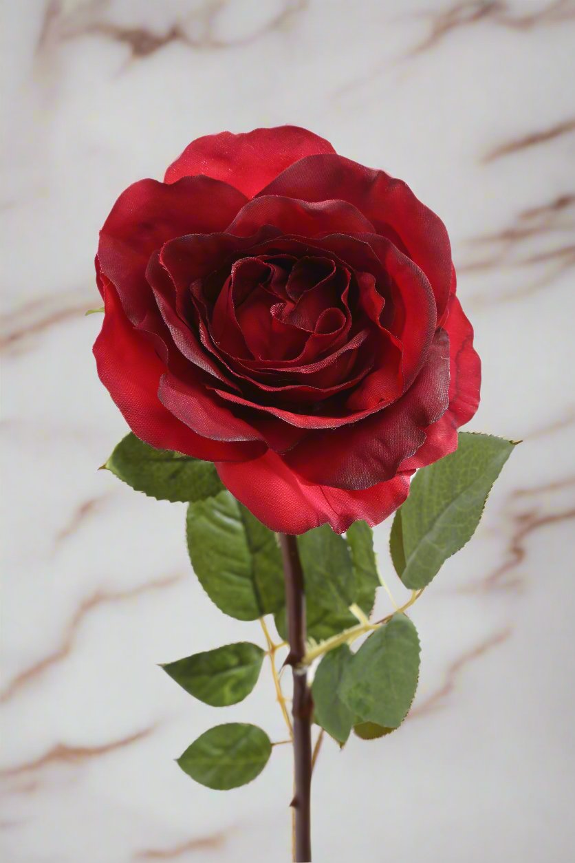 Beautiful red silk Hybrid Tea rose