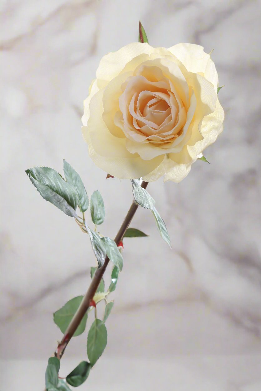 Beautiful pale apricot silk Hybrid Tea rose