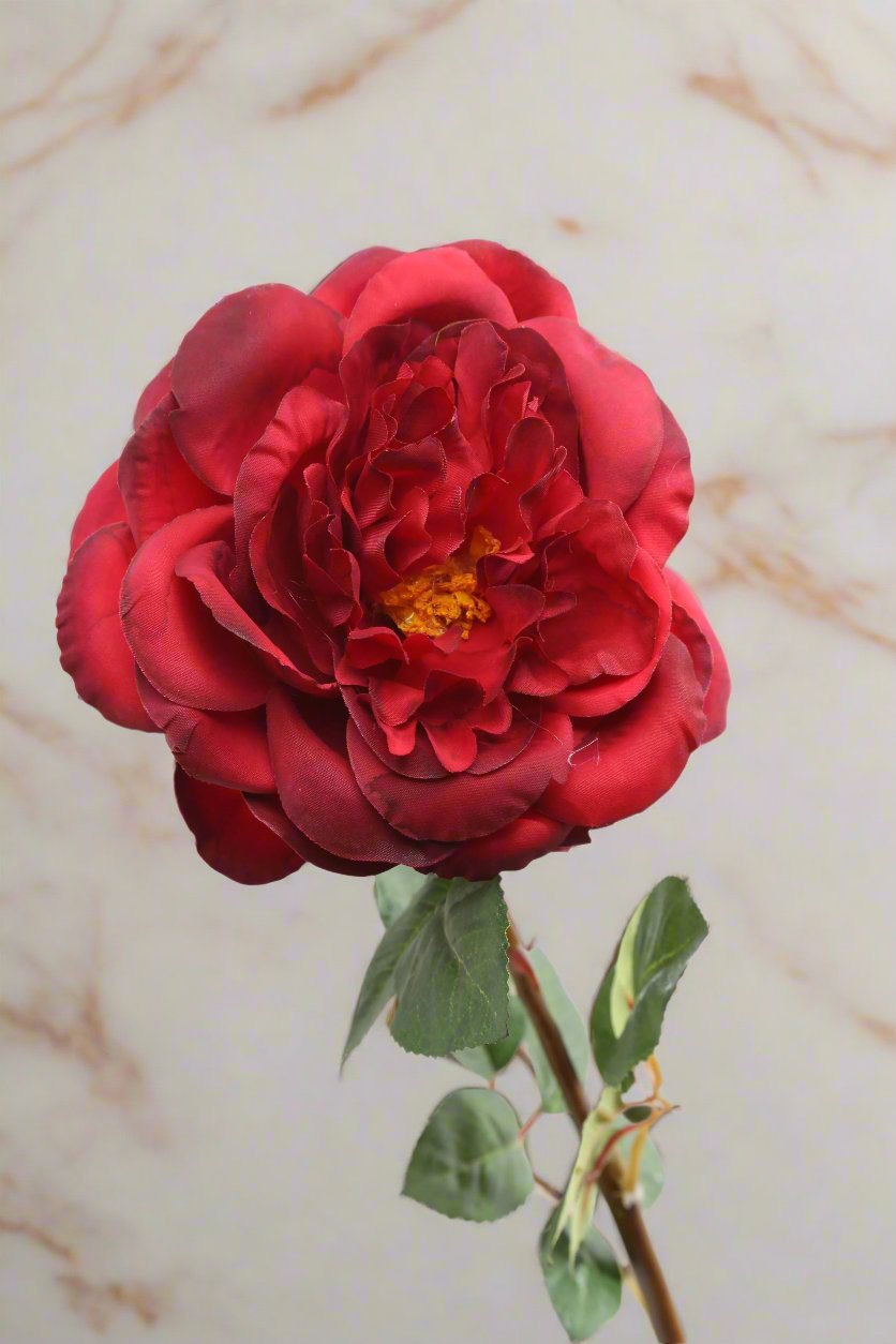 Stunning silk red Old English rose bud