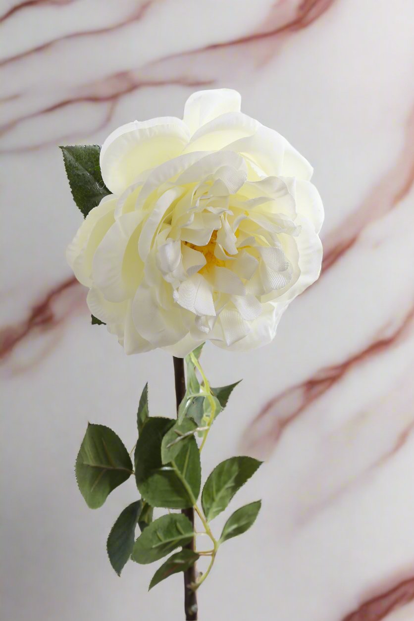 Stunning silk white Old English rose bud