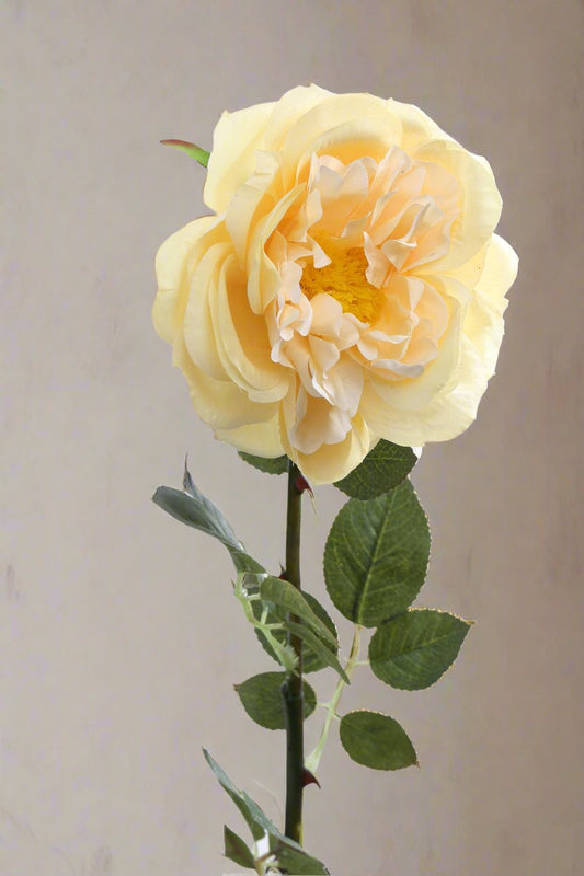 Beautiful faux pale apricot Old English rose bud