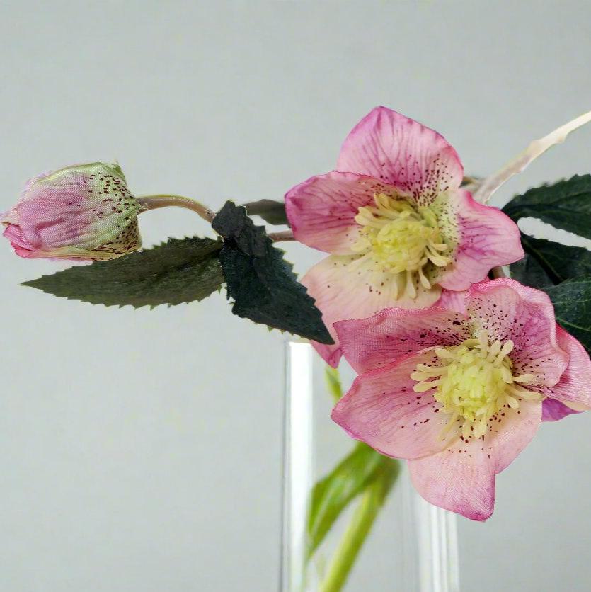 Gorgeous silk pink hellebore